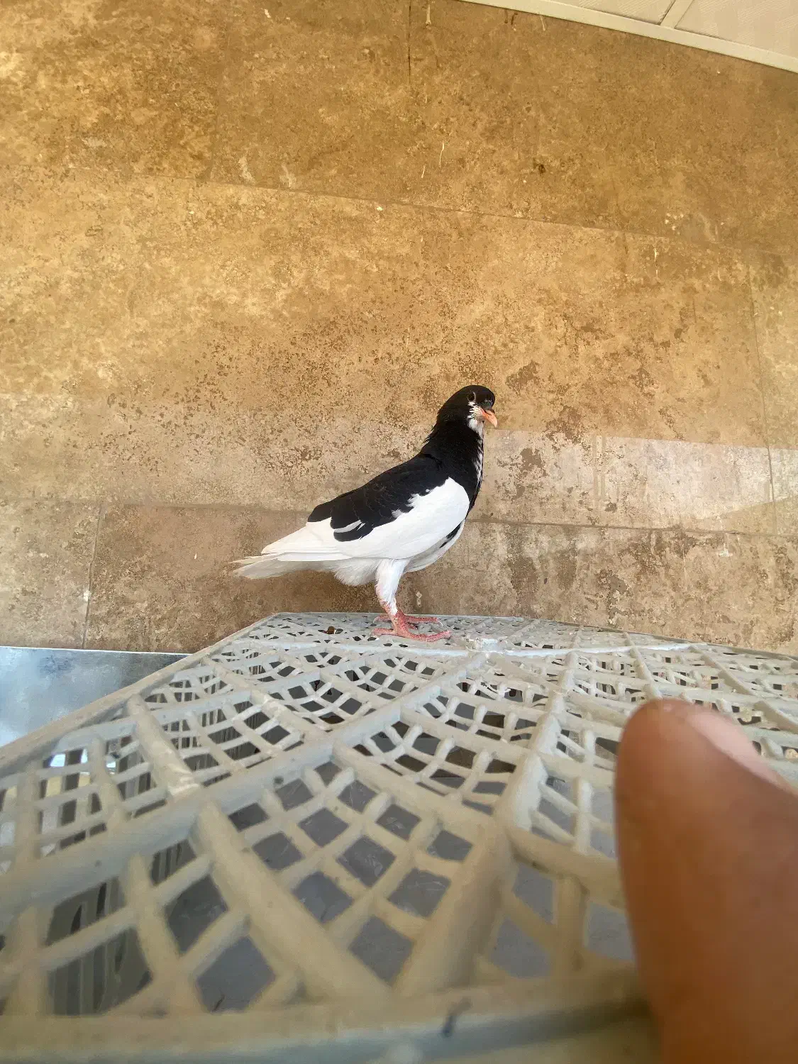 یال سیاه یخه درویشی|پرنده|شیراز, دشت چنار|دیوار