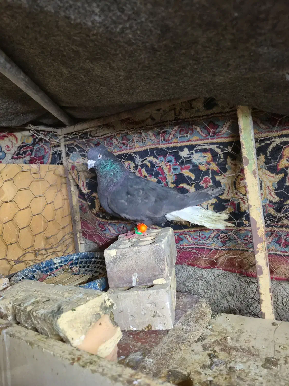 کفتر|پرنده|زابل, |دیوار