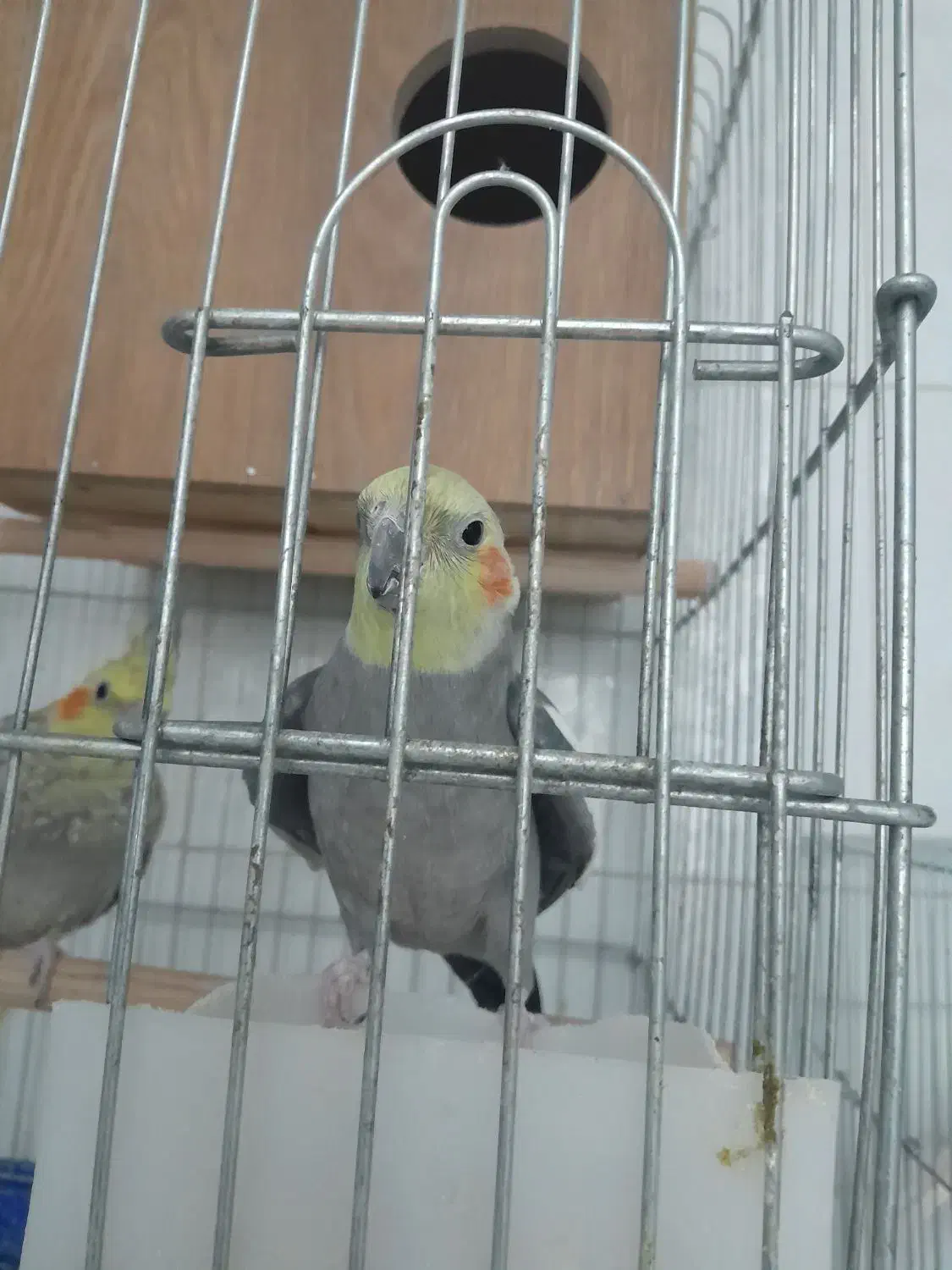 جفت عروس هلندی معاوضه با قناری|پرنده|اردکان, |دیوار