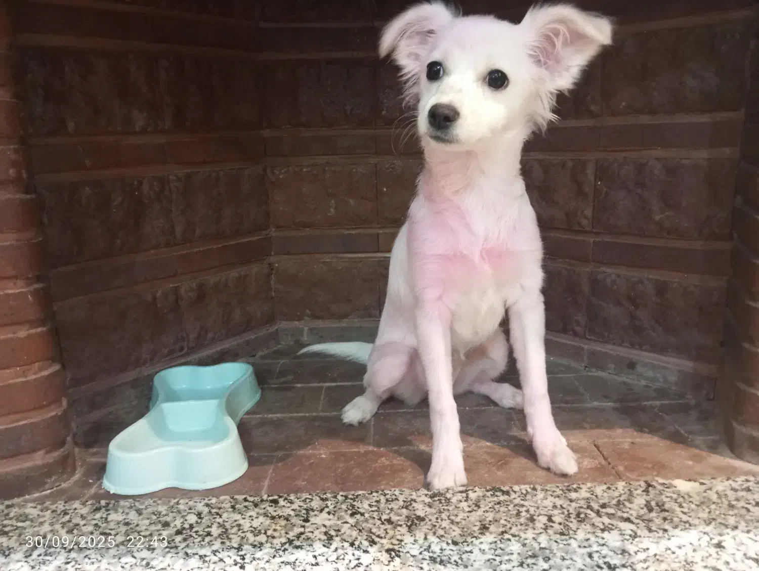 برفی گمشده|حیوانات|ورامین, ورامین|دیوار