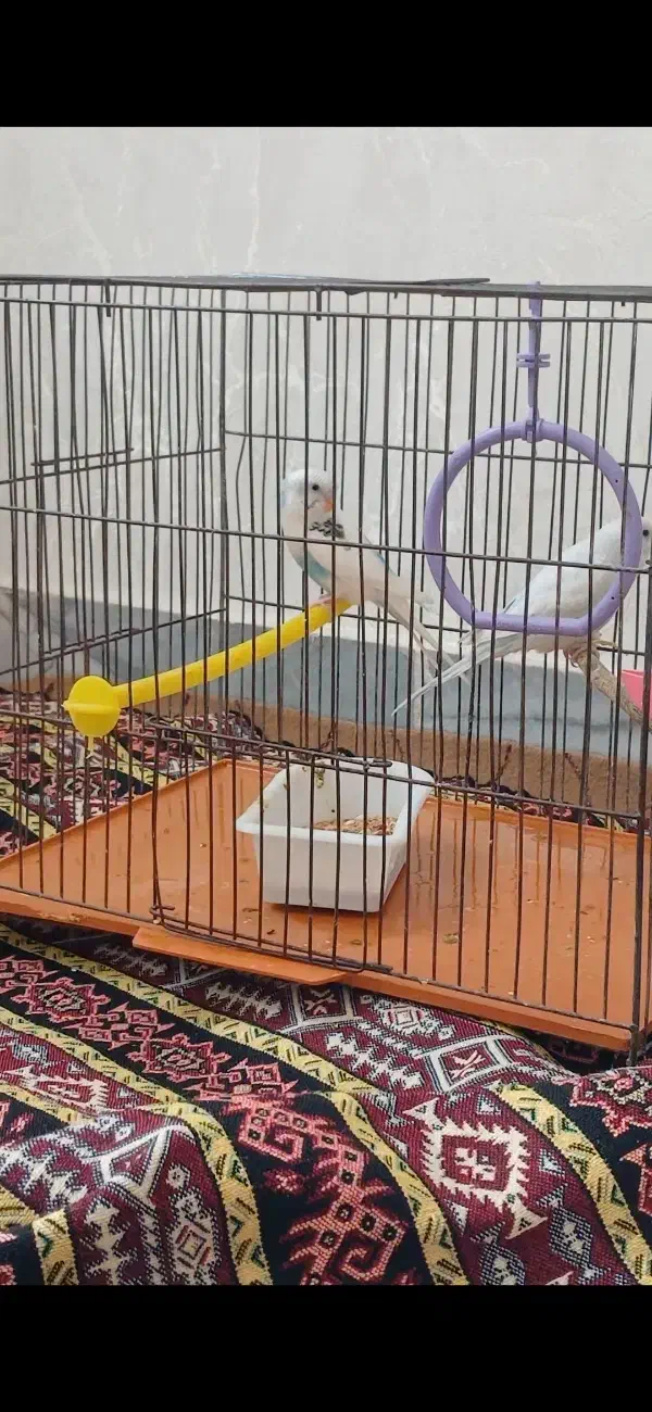 جفتمرغعشقسالمبدونمریضی|پرنده|اردبیل, |دیوار