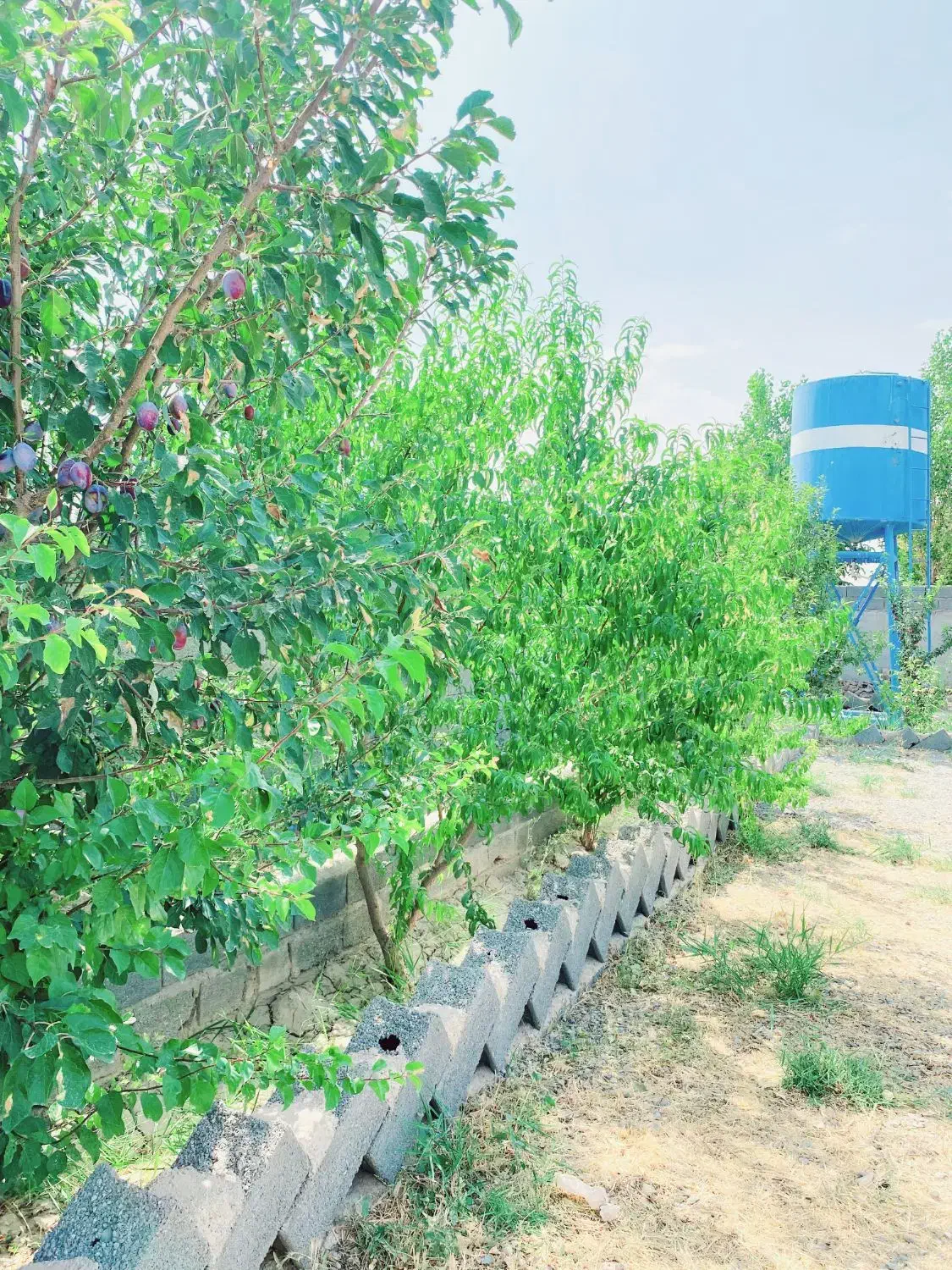 فروش زمین ۲۰۰ متری/درخت آب با سند|فروش زمین و ملک کلنگی|شهریار, شهریار|دیوار