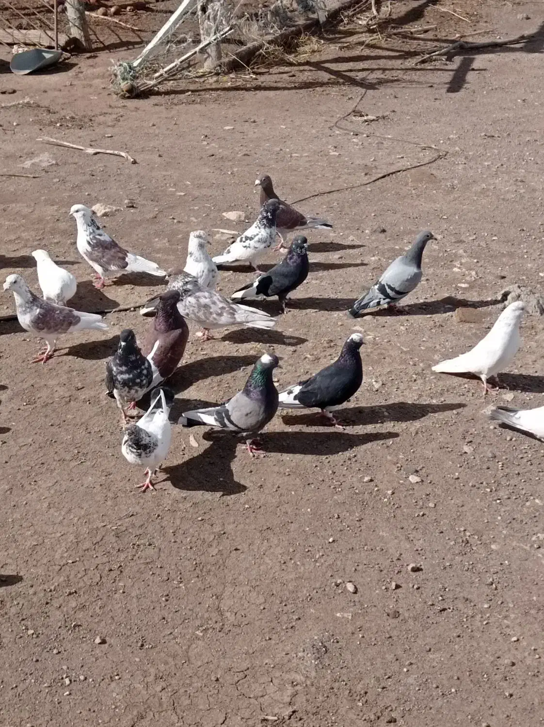 کبوتر|پرنده|هیر, |دیوار