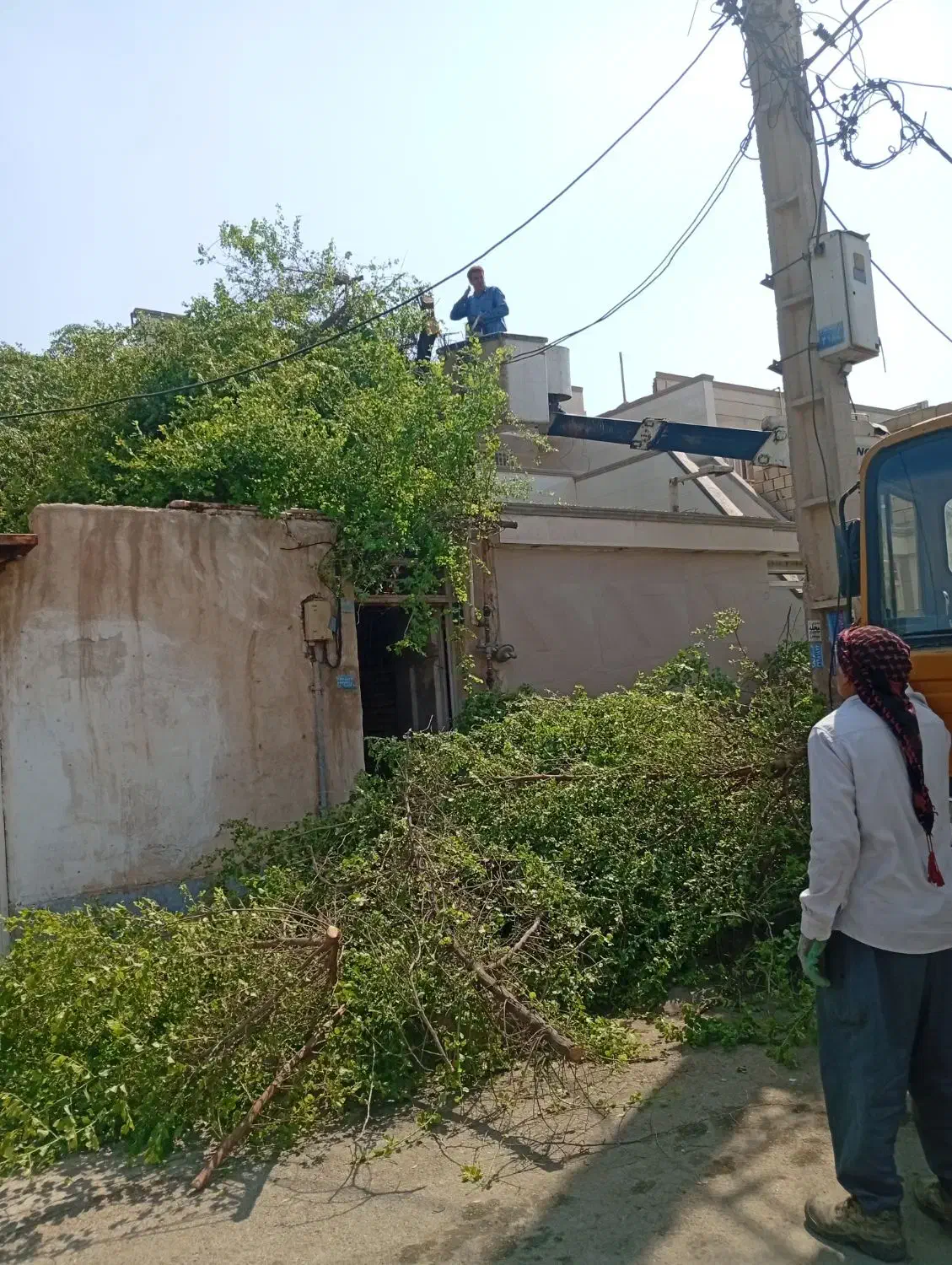 بریدن نخل و درخت|خدمات باغبانی و درختکاری|اهواز, کوی طالقانی|دیوار