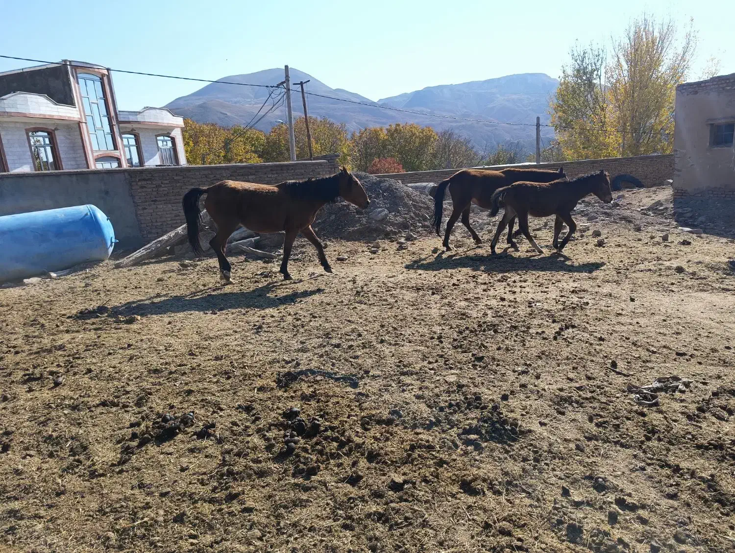 واگذاری اسب|اسب و تجهیزات اسبسواری|مرند, |دیوار