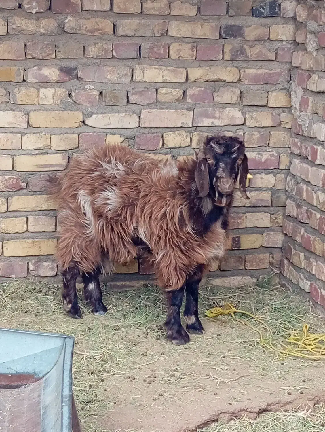 کهر نر|حیوانات مزرعه|نیمروز, |دیوار