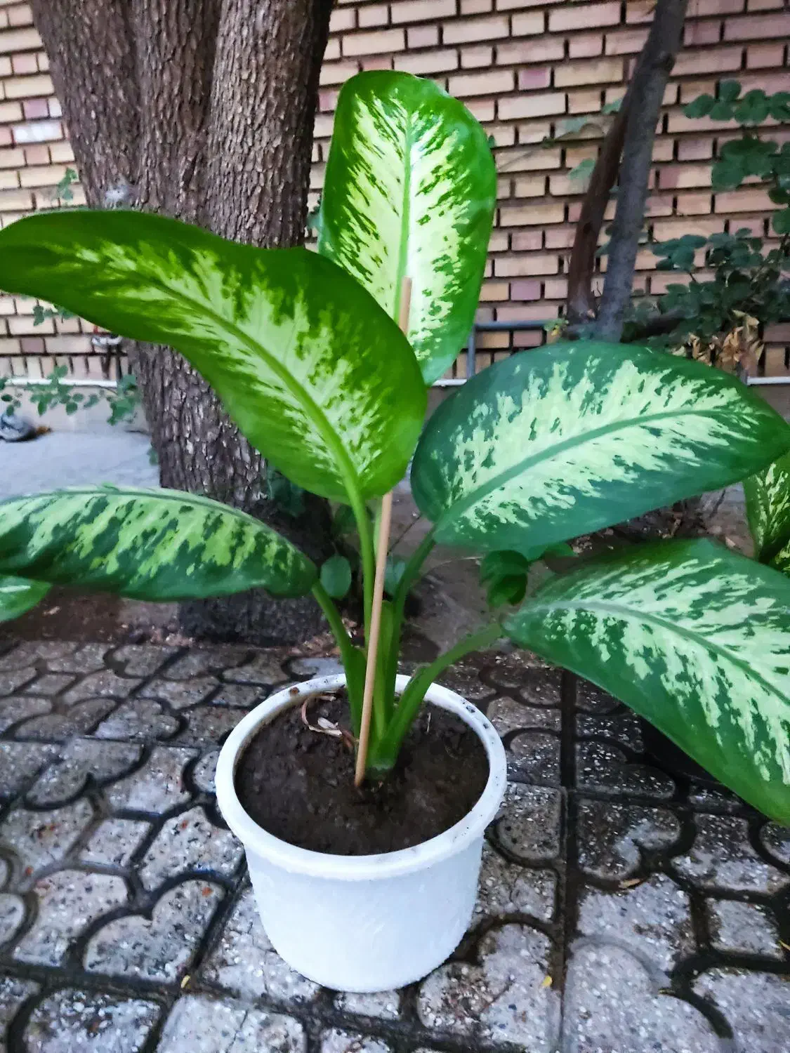 گل دیفین باغیا|گل و گیاه طبیعی|خوی, |دیوار