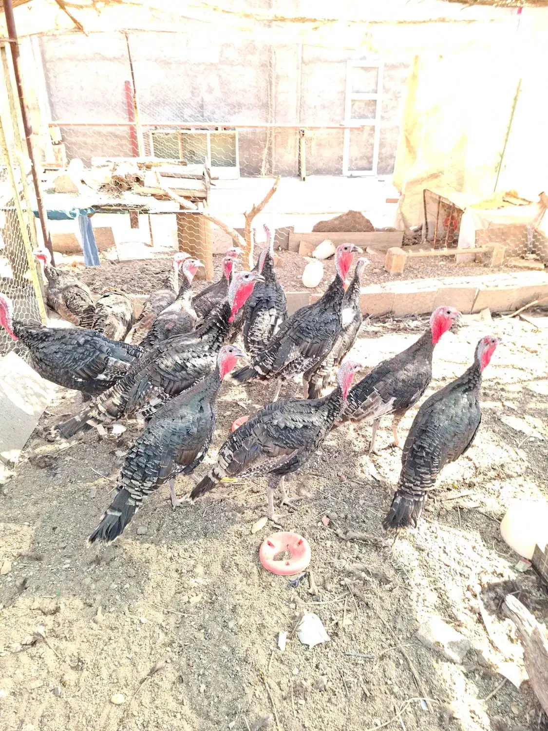 رفسنجان|حیوانات مزرعه|رفسنجان, |دیوار