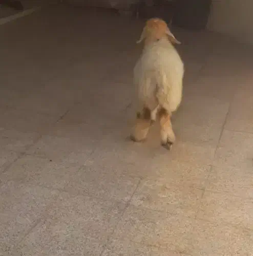 بره ماده|حیوانات مزرعه|مسجد سلیمان, |دیوار