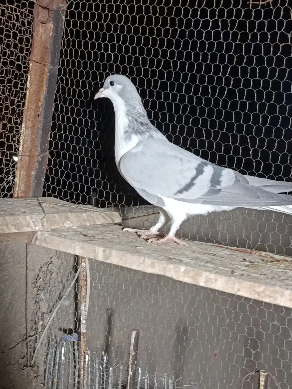 کبوتر|پرنده|قزوین, |دیوار