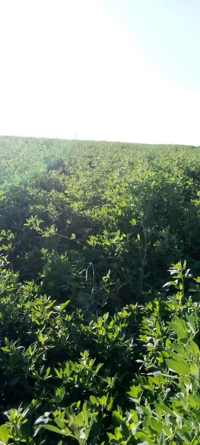 فروش بذر یونجه رنجر باراندمان بالا|خدمات باغبانی و درختکاری|شیراز, حومه شیراز|دیوار