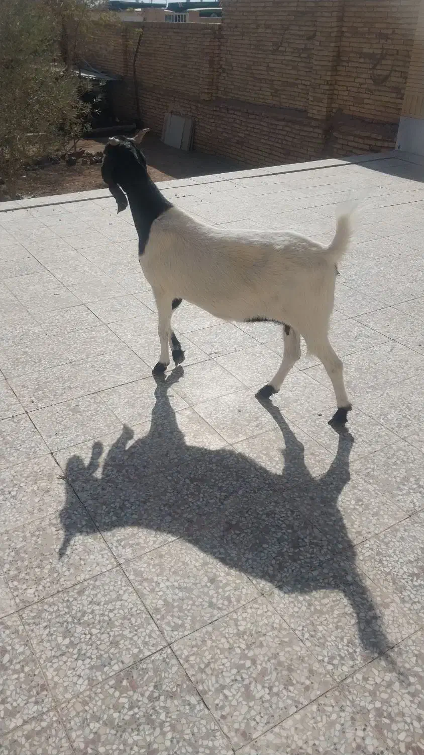 یک عدد بز پاکستانی بفروش میرسد|حیوانات مزرعه|رفسنجان, |دیوار