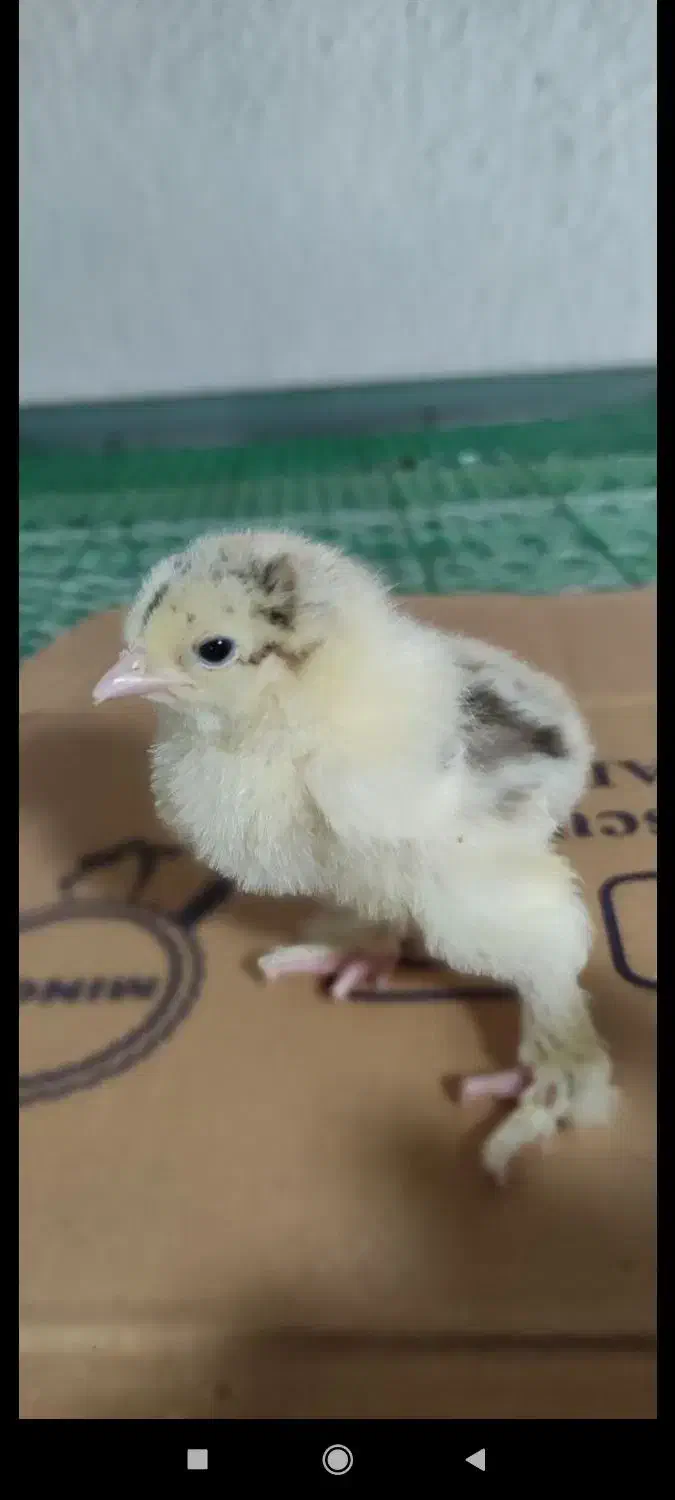 فروش فوری جوجه های ۵روزع نژاد براهما|حیوانات مزرعه|رویان, |دیوار