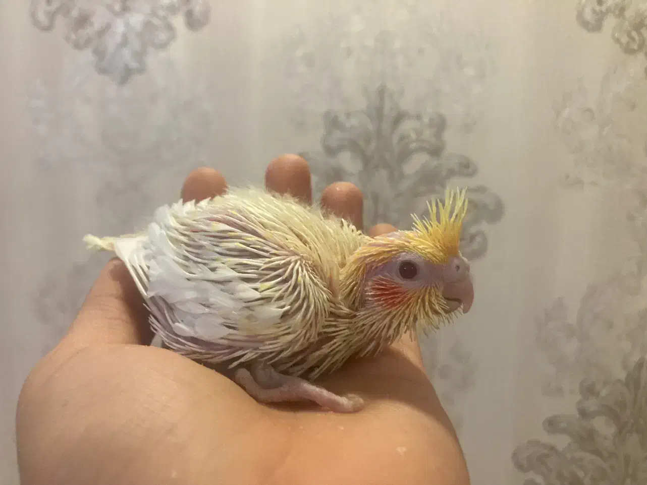 عروس هلندی سرلاکی در رنگ بندی(مولد و بالغ)|پرنده|رشت, یخسازی|دیوار