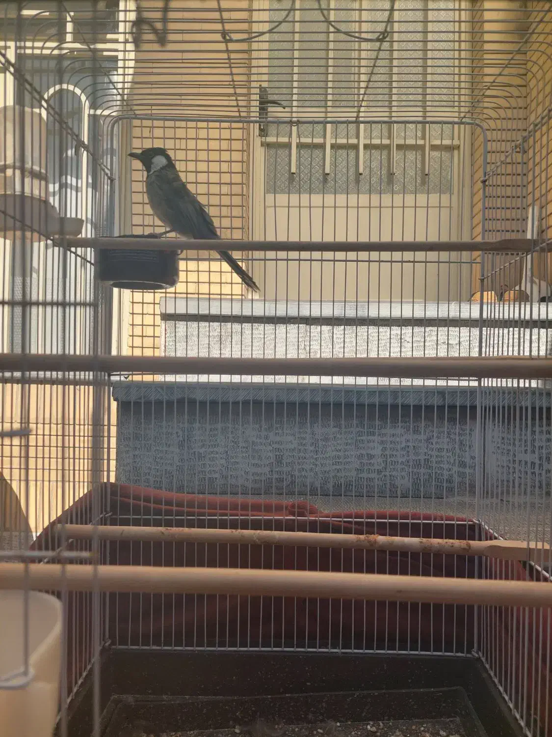 سهره|پرنده|مشهد, سید رضی|دیوار