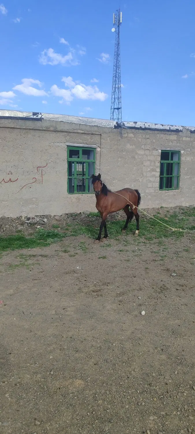 اسب نر|اسب و تجهیزات اسبسواری|اردبیل, |دیوار