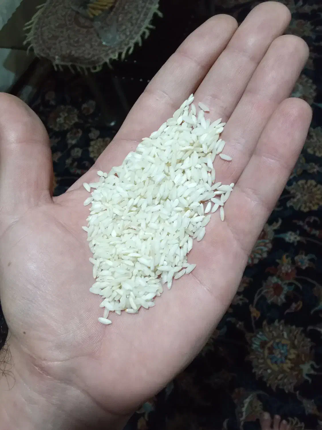 برنج عنبربو ی خوزستان ، ممتاز|خوردنی و آشامیدنی|رشت, لاکان شهر|دیوار