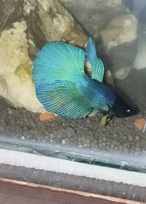 ماهی فایتر|ماهی|تبریز, |دیوار