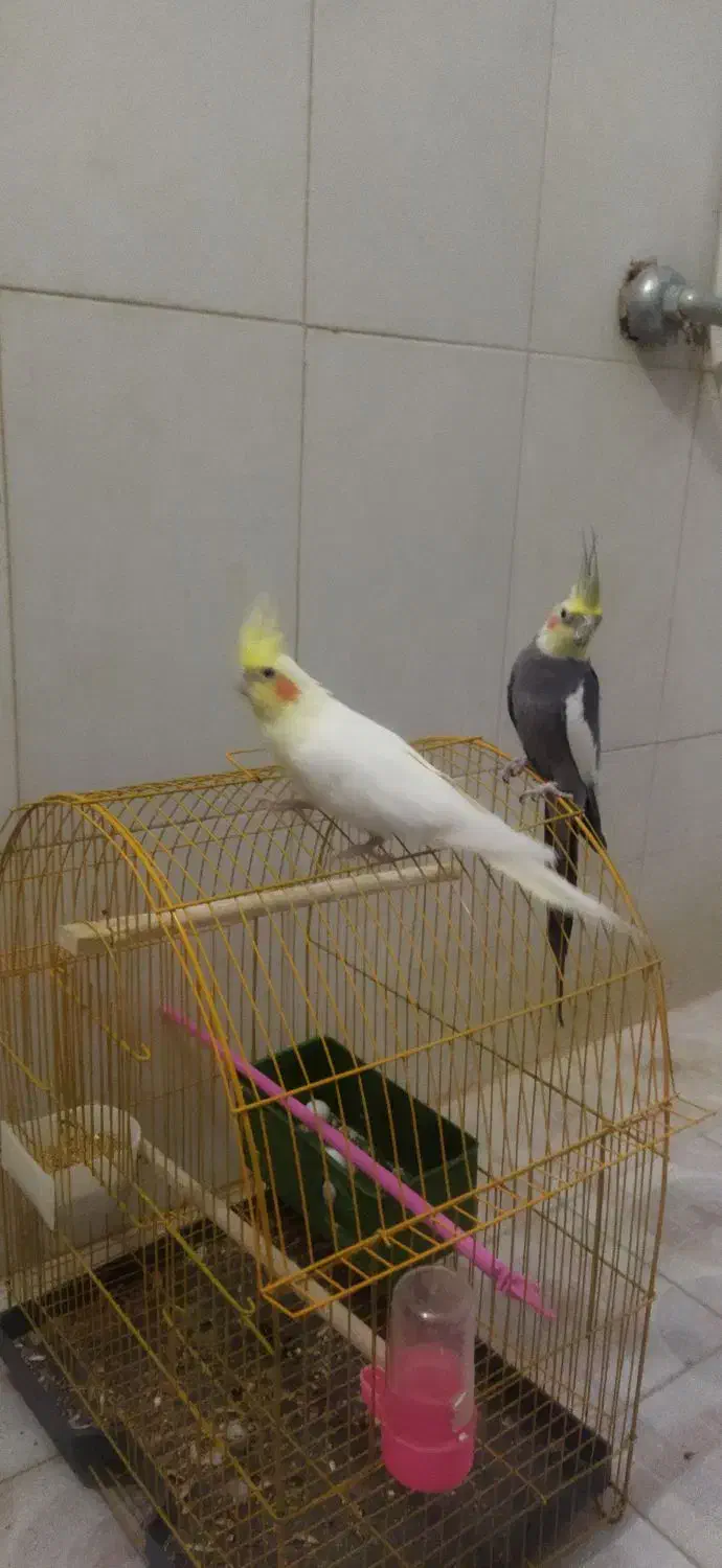 یک جفت عروس هلندی زیبا1200|پرنده|بیرجند, |دیوار