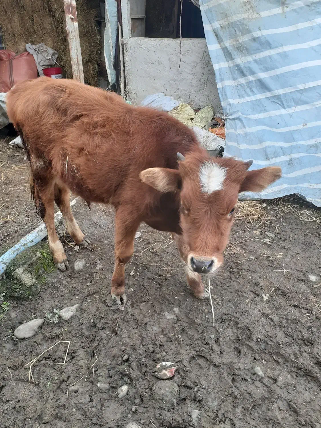 دوتاکلچه جوان خوشکل|حیوانات مزرعه|احمدسرگوراب, |دیوار