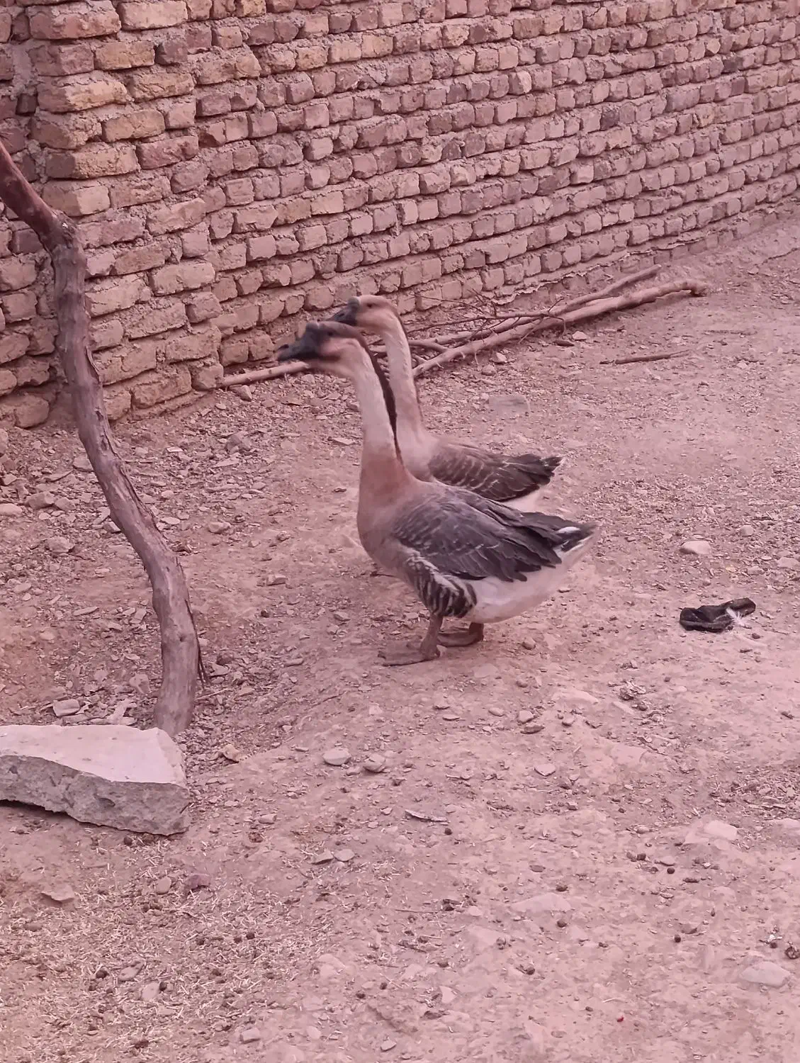 فروش یک جفت قوقاز اصل|حیوانات مزرعه|اسدآباد, |دیوار