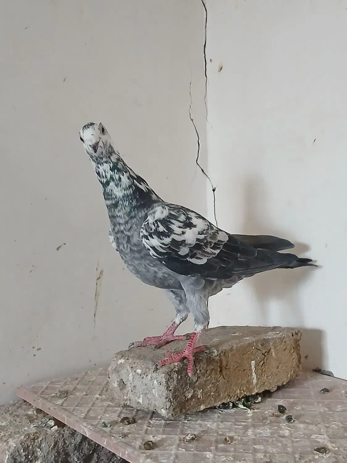 تعدادی کبوتر|پرنده|هریس, |دیوار