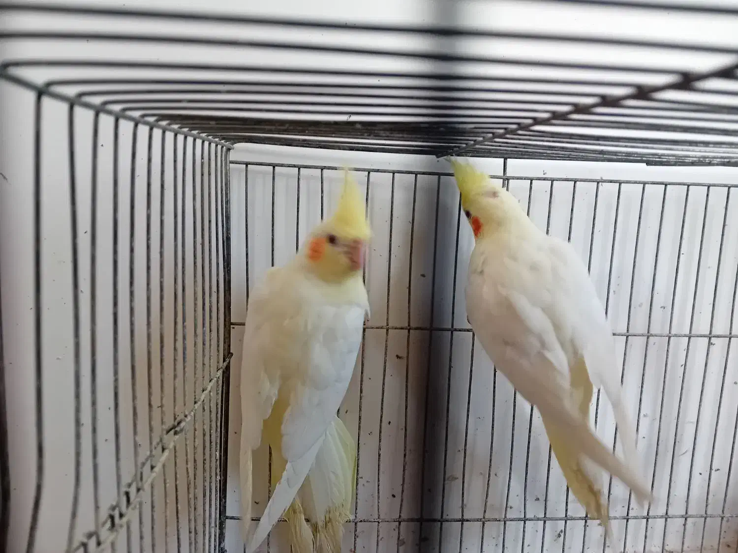 جوجه عروس هلندی تقریبا ۳ ماهه|پرنده|زنجان, |دیوار