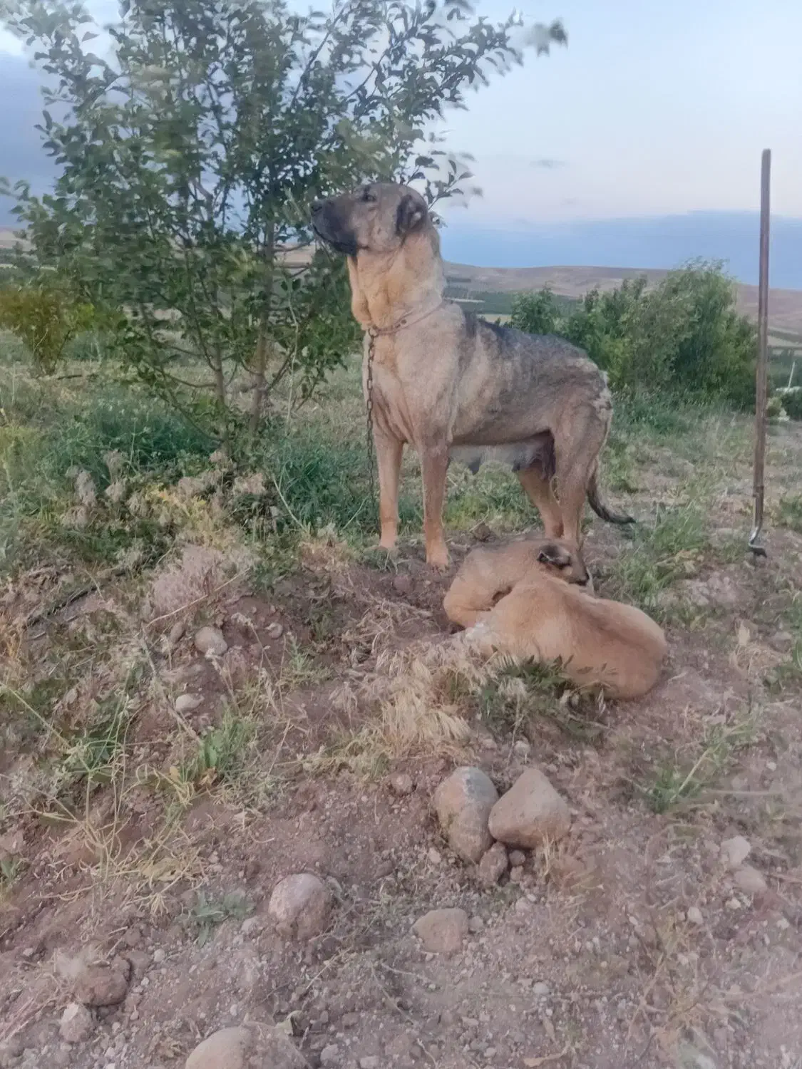 ماده سرابی|سگ|سراجو, |دیوار