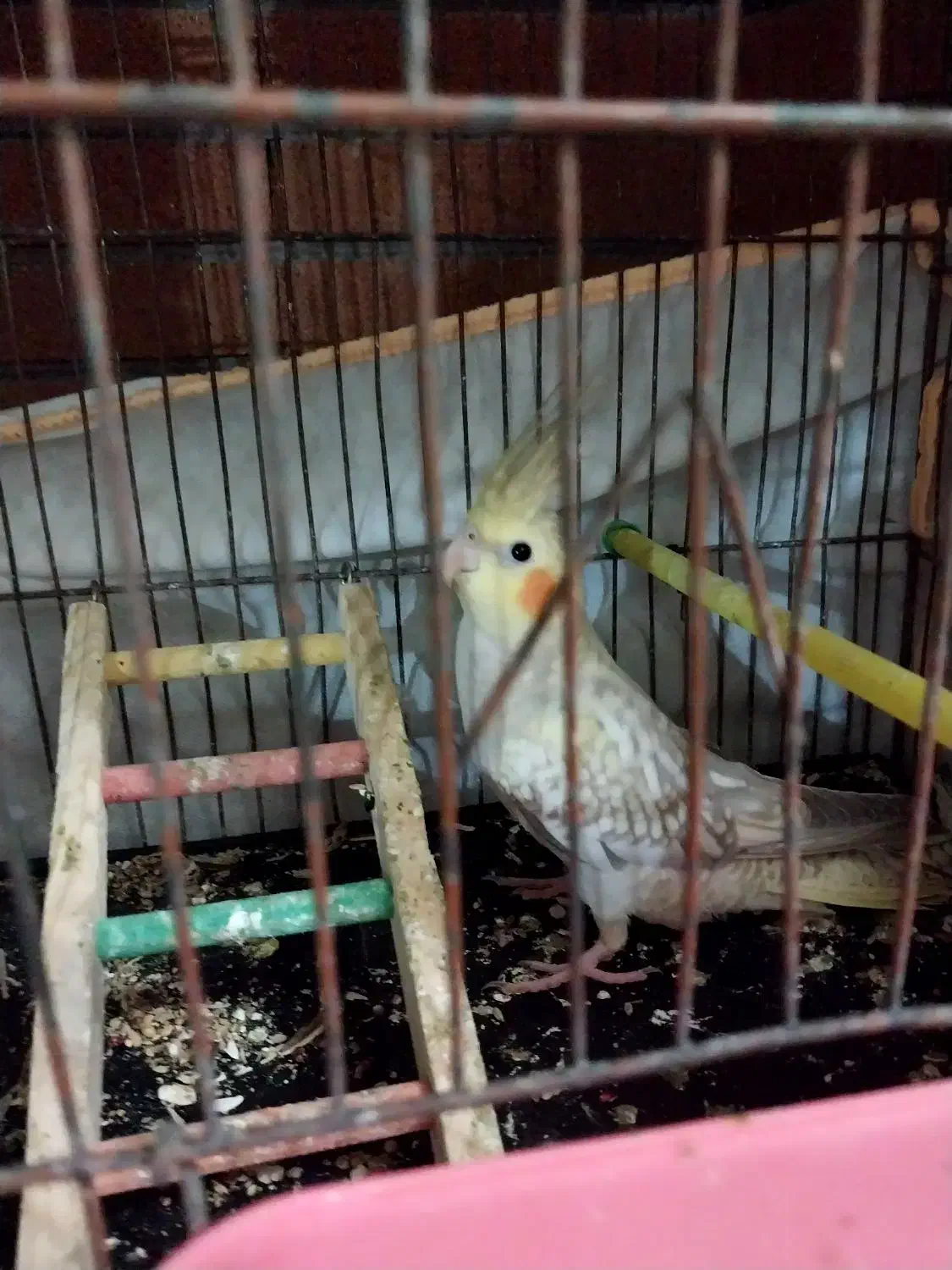 ۳ عروس هلندی جوان سالم دونه ای ۸۰۰|پرنده|گرگان, |دیوار