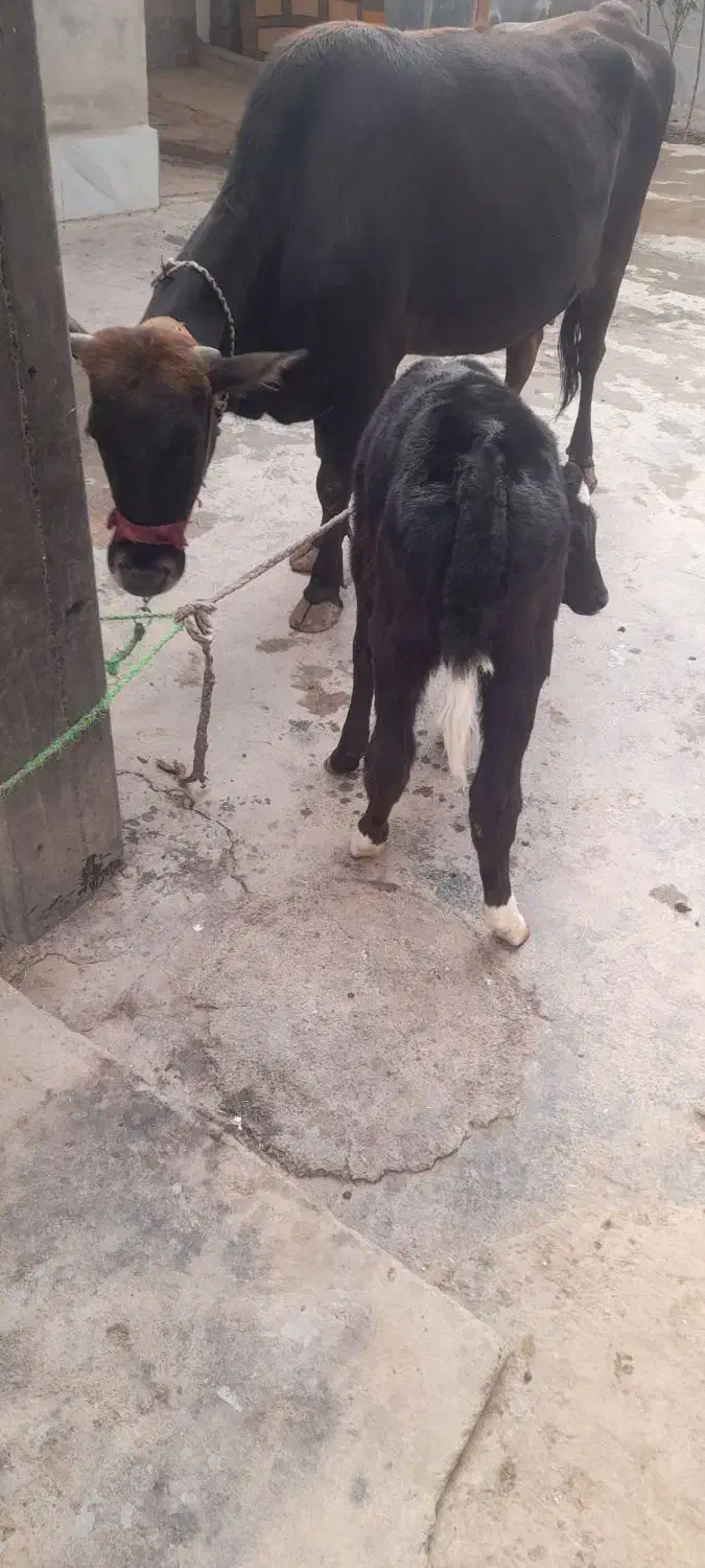 دام|حیوانات مزرعه|ارمند, |دیوار