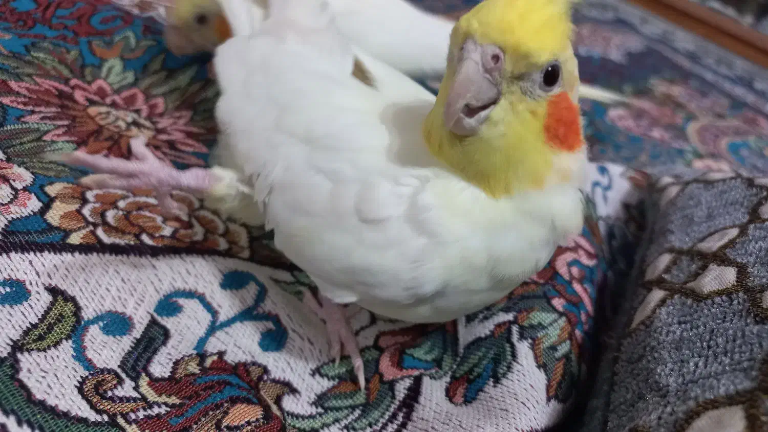 عروس هلندی|پرنده|سده (خراسان جنوبی), |دیوار