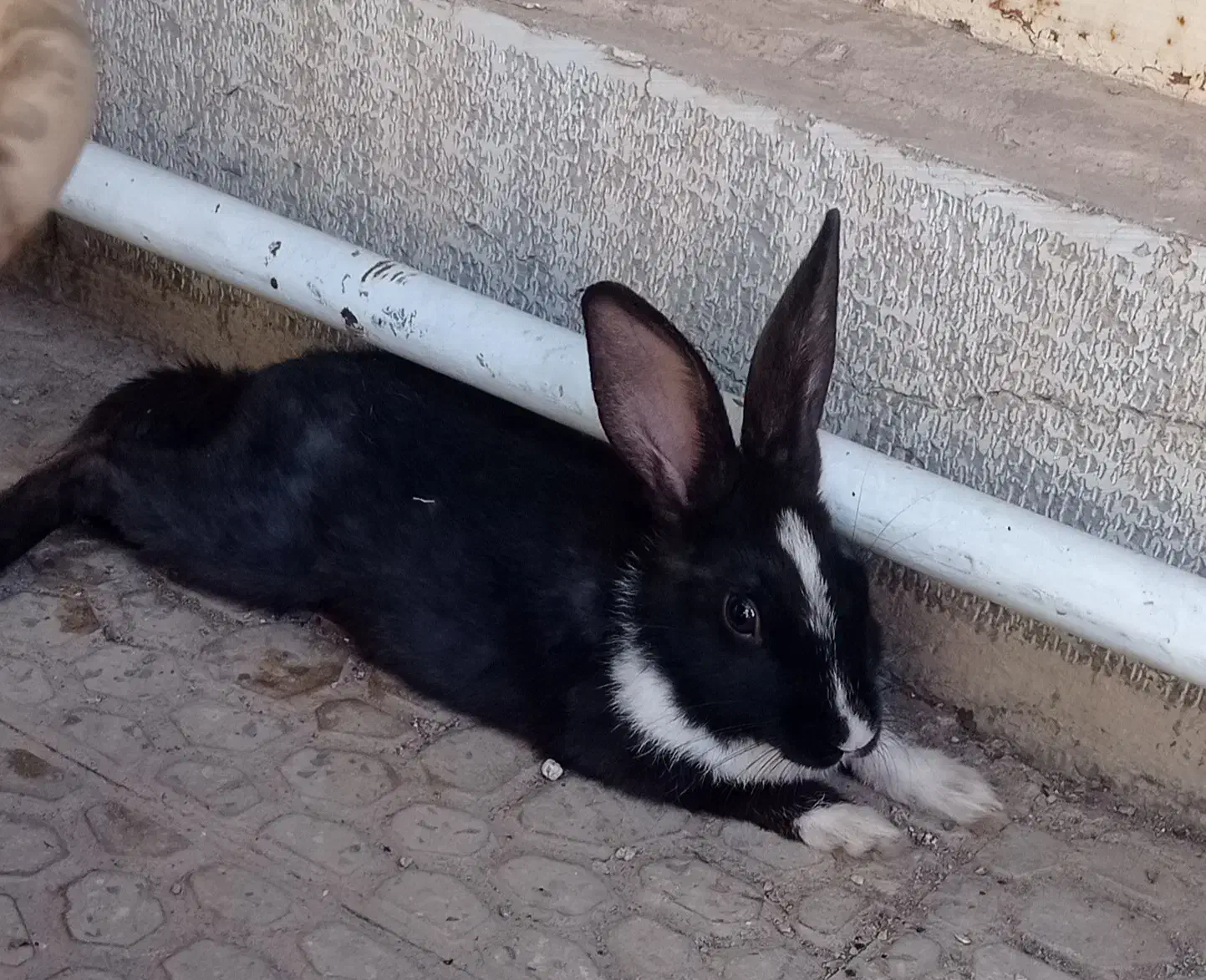 خرگوش|موش و خرگوش|لنجان, |دیوار