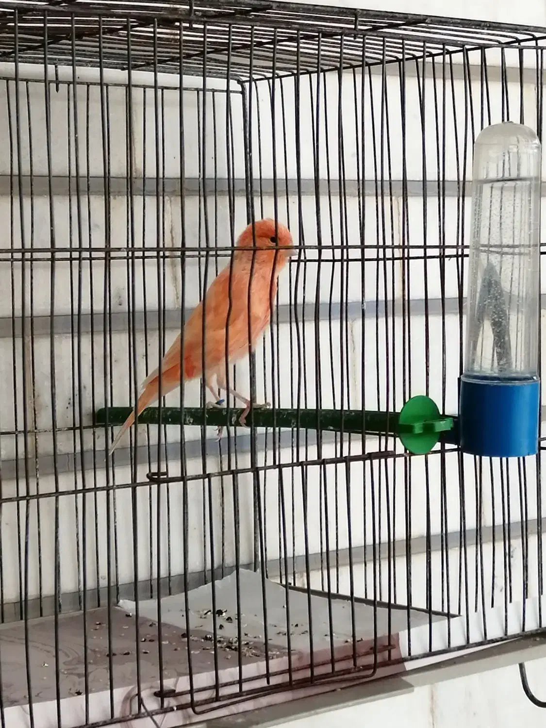 قناری|پرنده|دزفول, |دیوار