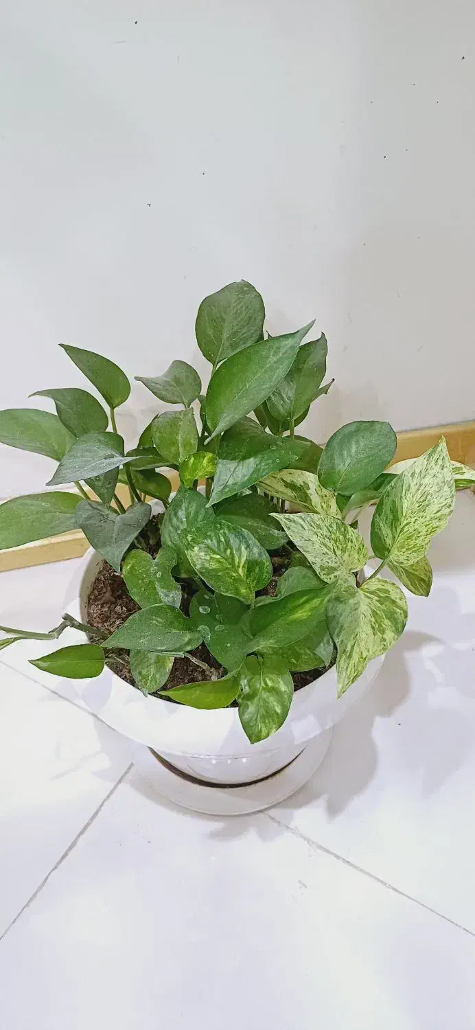 گل پتوس|گل و گیاه طبیعی|فردیس, منظریه|دیوار