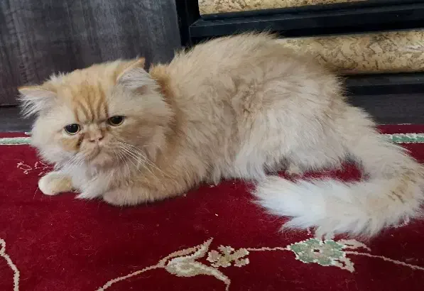 گربه نر گارفیلد|گربه|آزادشهر, |دیوار