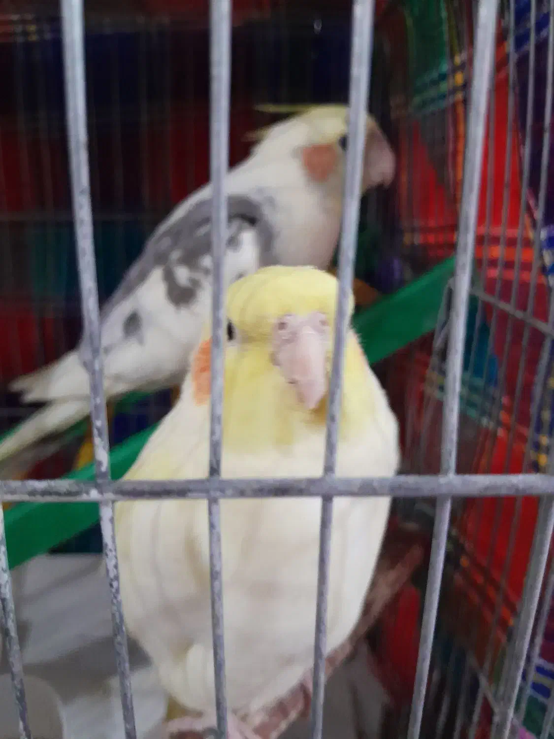 عروس هلندی لوتینو بالغ|پرنده|لاهیجان, امیرشهید|دیوار