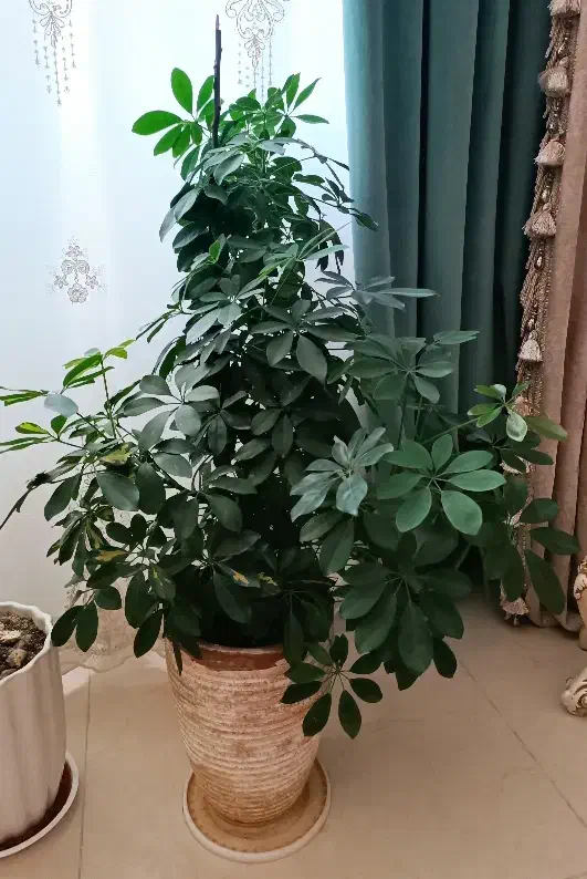 شلفرا بزرگ|گل و گیاه طبیعی|گلبهار, شهر جدید گلبهار|دیوار