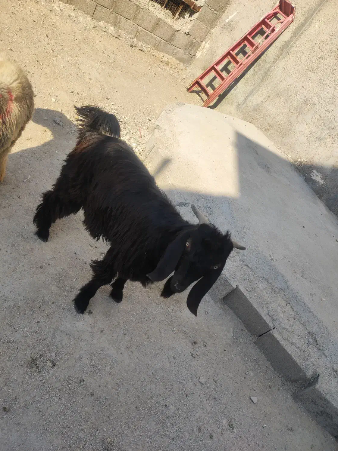 بز یا همون کهره نر|حیوانات مزرعه|خورموج, |دیوار