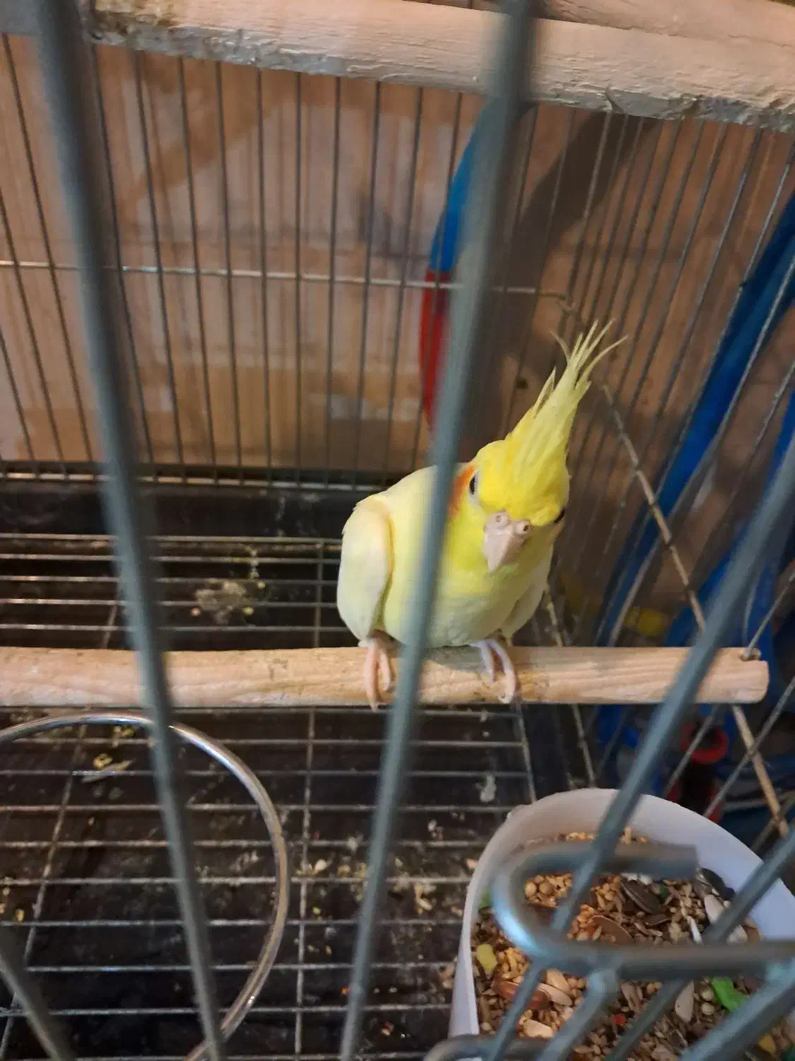 عروس هلندی مولد|پرنده|تهران, آذربایجان|دیوار