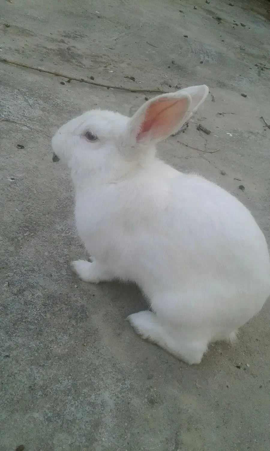 خرگوش|موش و خرگوش|گالیکش, |دیوار