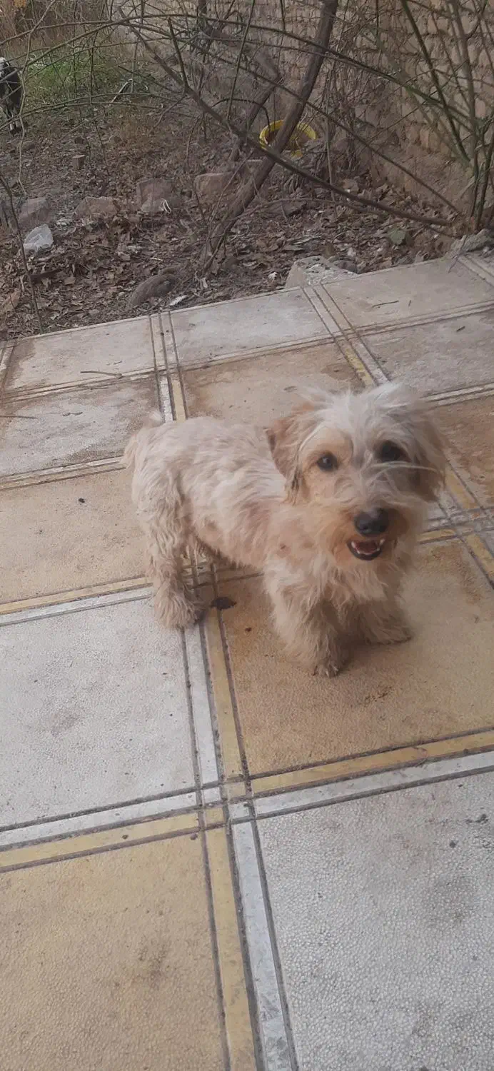 سگ پاکوتاه|سگ|چناران, |دیوار