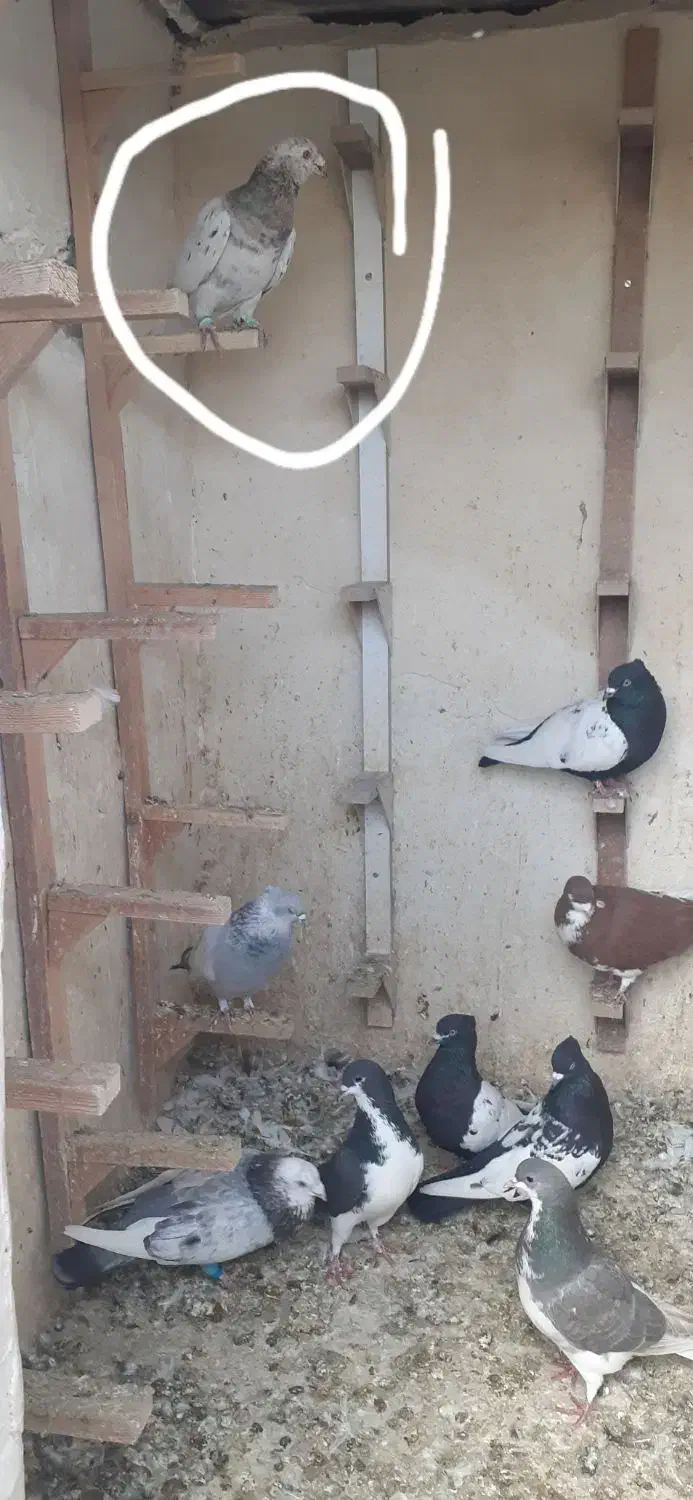 کفتر سرک و رنگی|پرنده|شیراز, کوشک میدان|دیوار