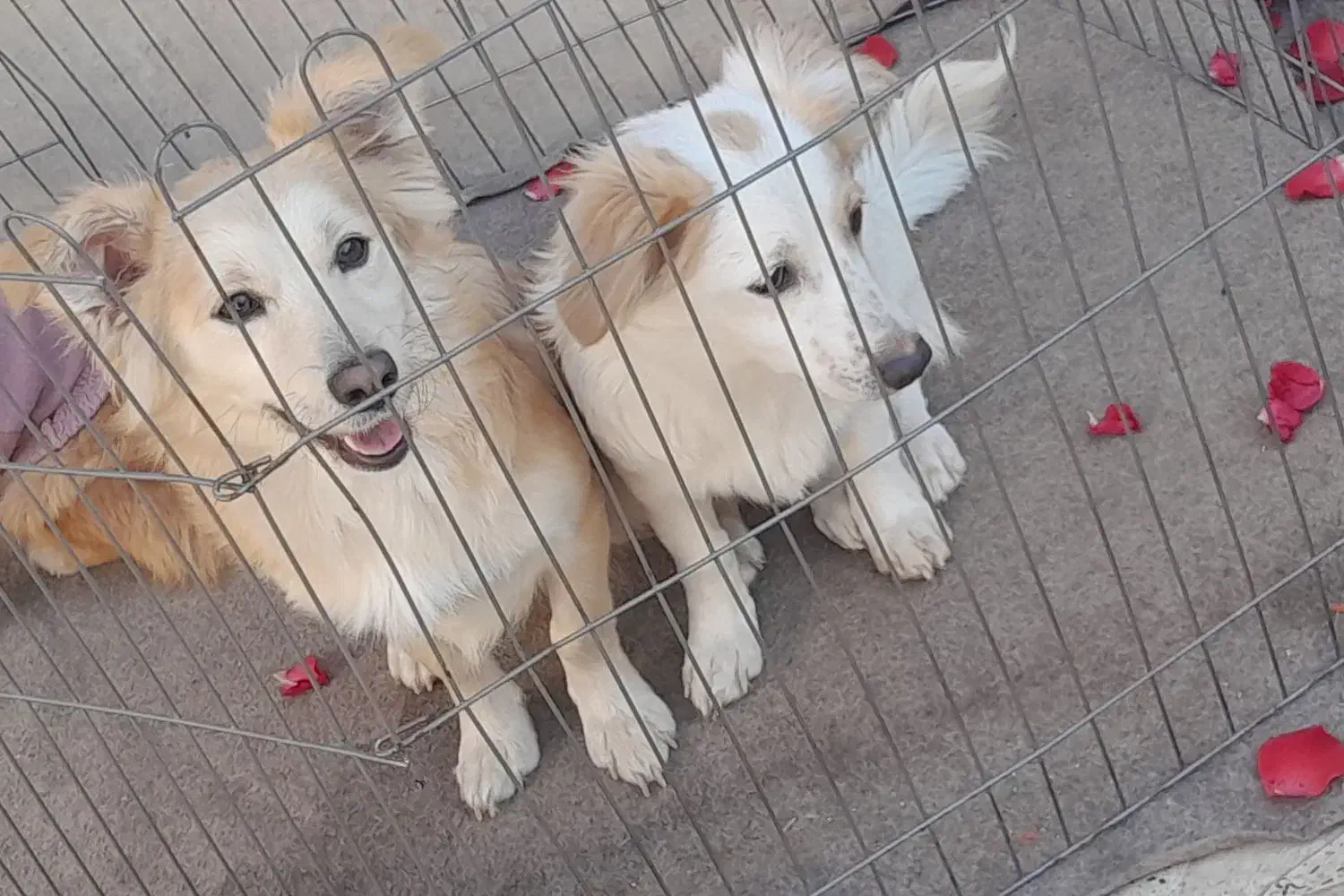 فروش سگ پامر اشپیتز|سگ|منجیل, |دیوار