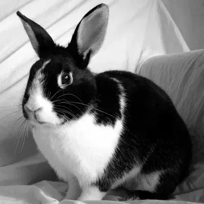 خرگوش|موش و خرگوش|اهواز, منبع اب|دیوار