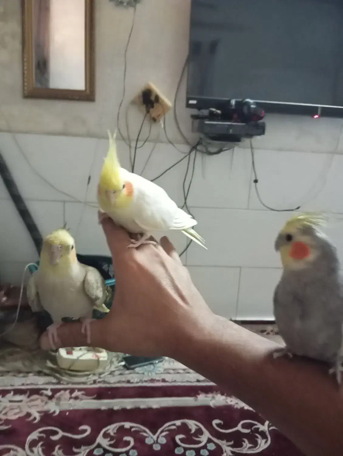 کوتوله و عروس وقفس|پرنده|قم, نیروگاه|دیوار