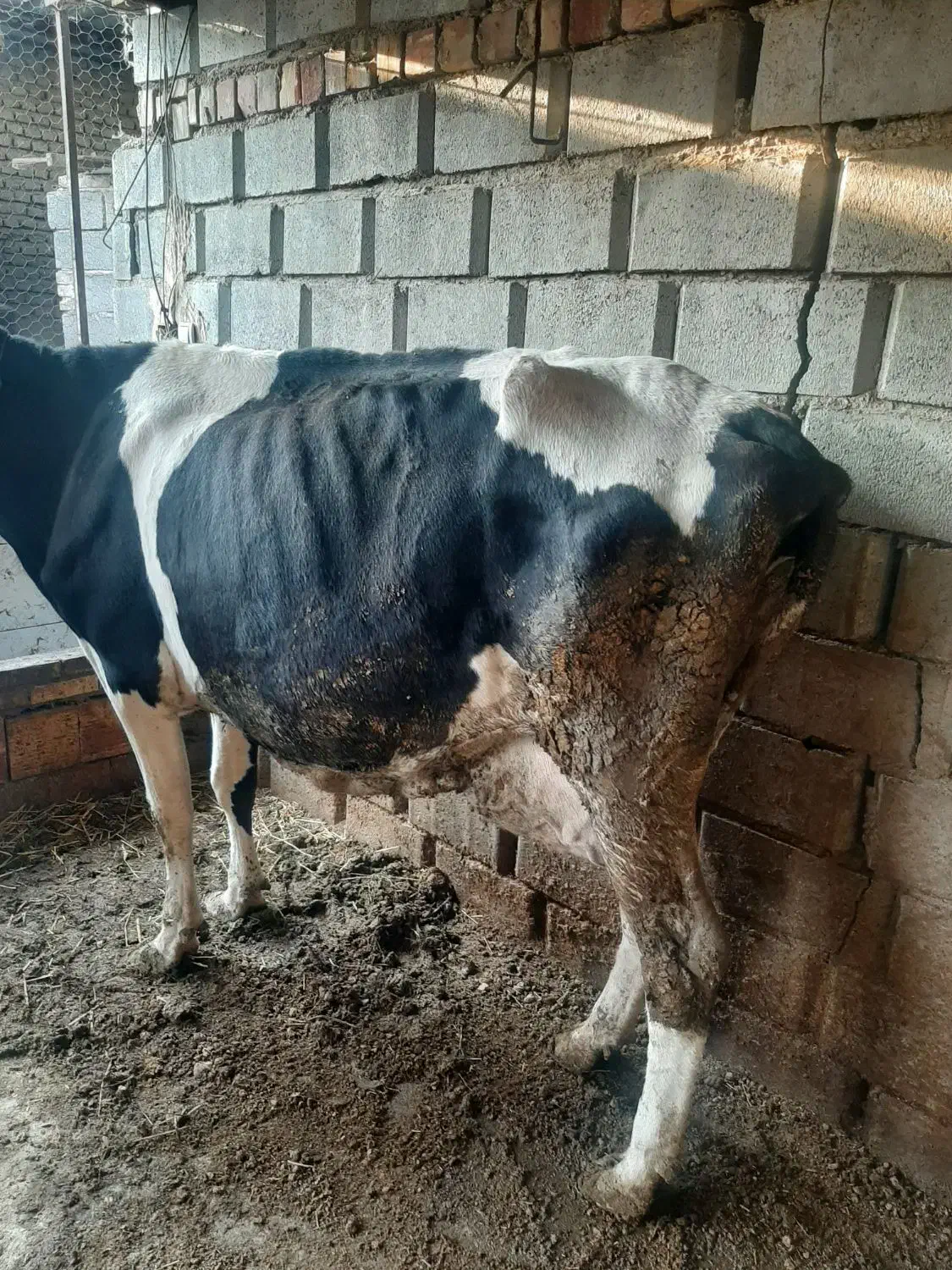 گاو هلشتاین صنعتی|حیوانات مزرعه|گنبد کاووس, |دیوار