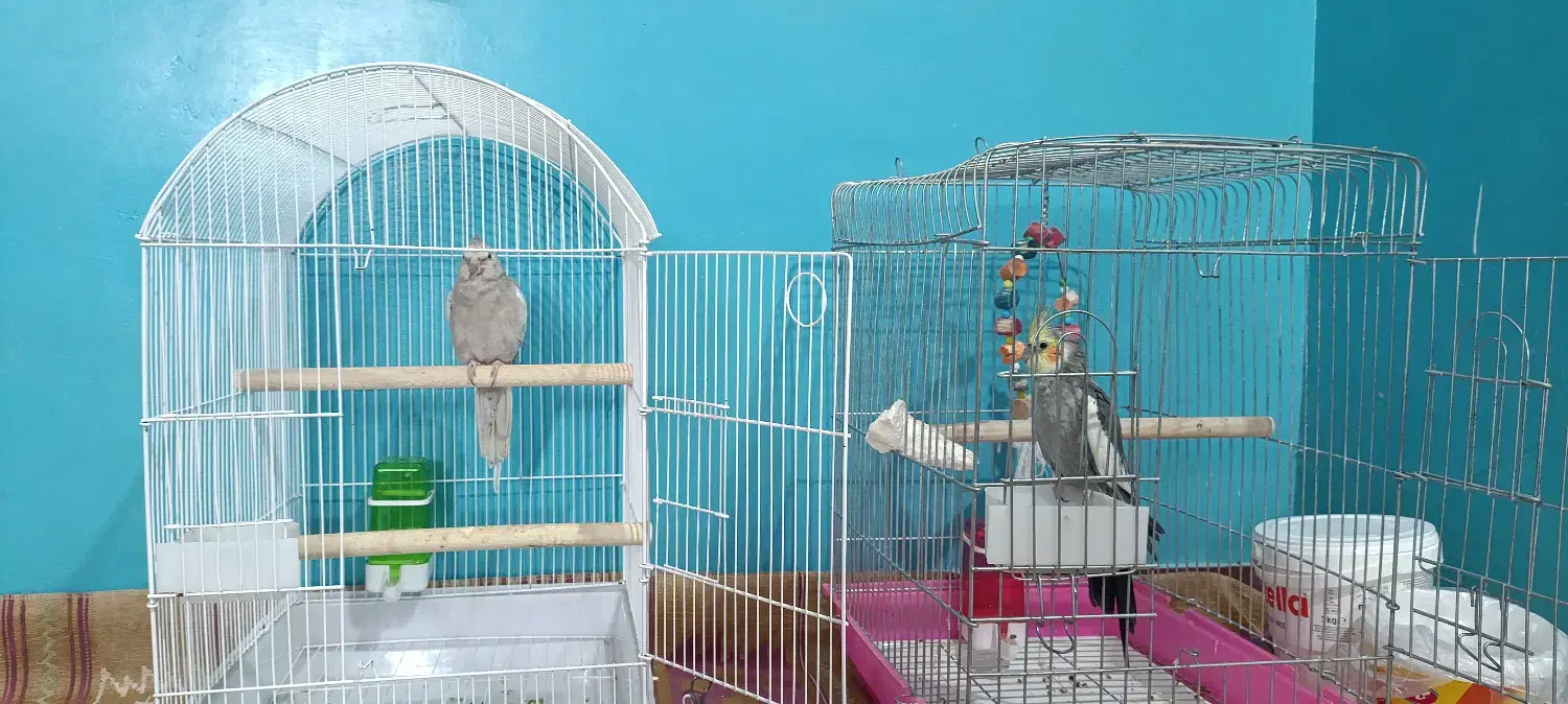 عروس هلندی|پرنده|درگهان, |دیوار