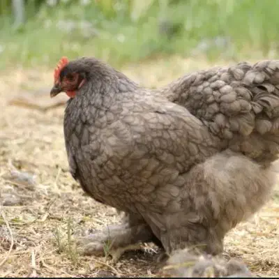 جوجه کوشین|حیوانات مزرعه|سبزوار, مدرس|دیوار