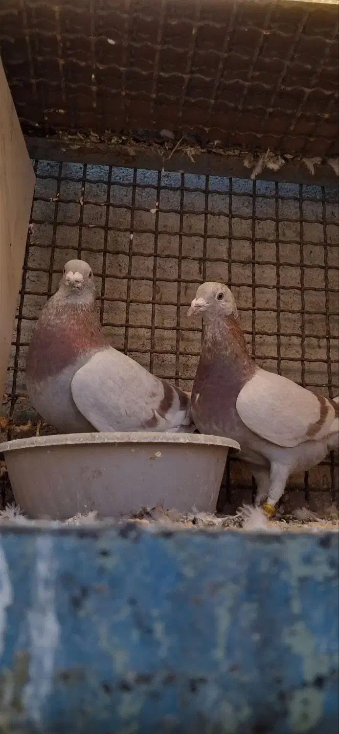 اوقون|پرنده|تربتحیدریه, داروپخش|دیوار