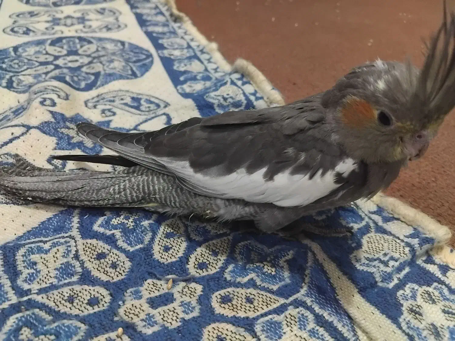 عروس هلندی|پرنده|بهبهان, |دیوار